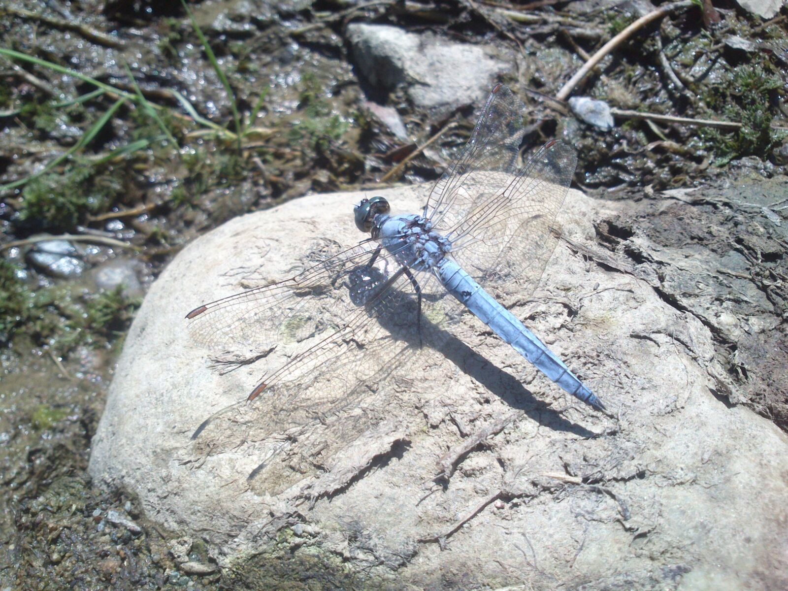 Sony Xperia U sample photo. Dragonfly, stone, sun photography