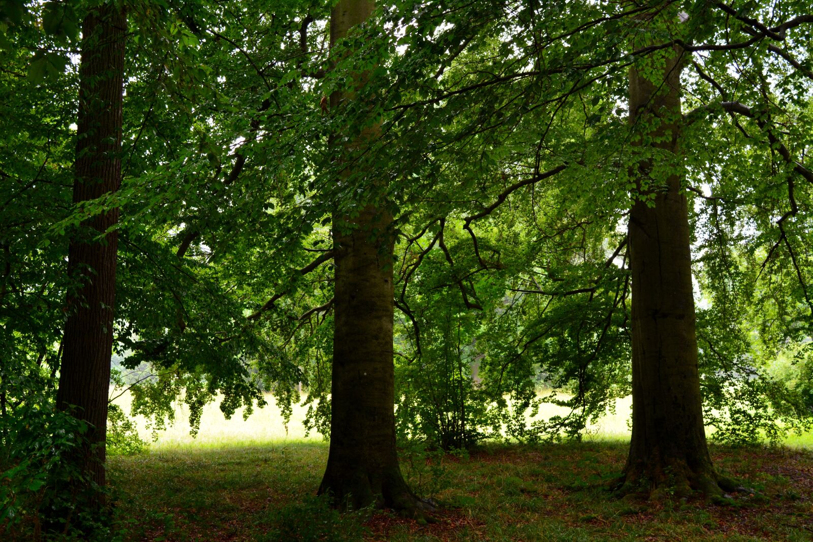 Nikon D5200 sample photo. Tree, wood, landscape photography