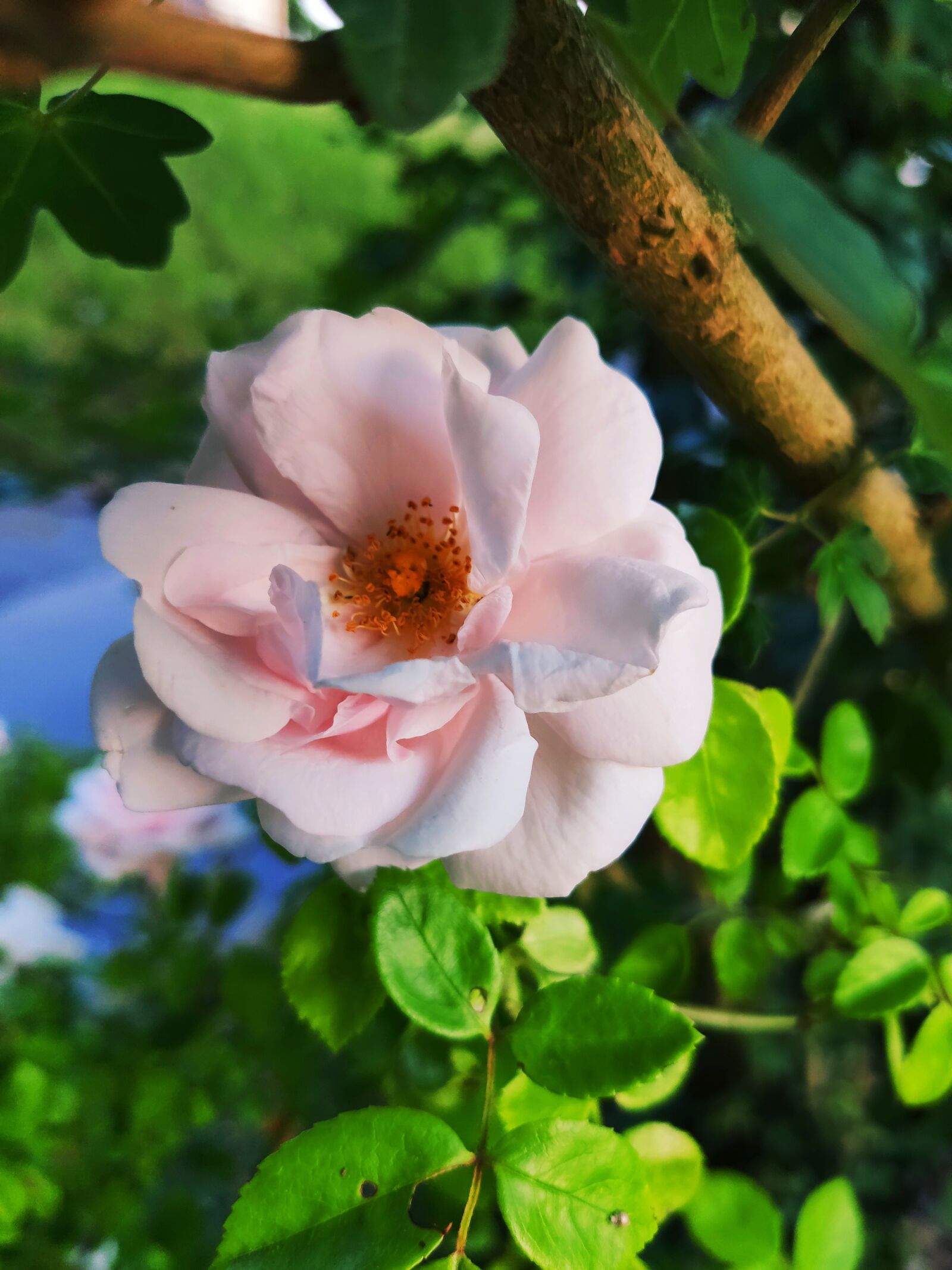 Xiaomi MI 9 sample photo. Flower, summer, garden photography