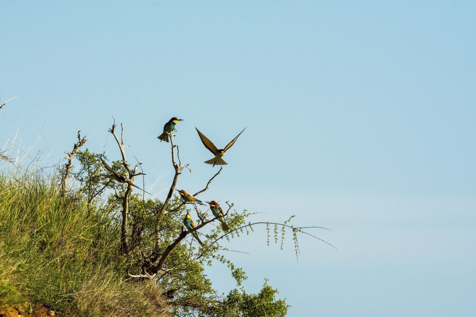 Nikon D7200 sample photo. Bird, nature, bee-eater photography