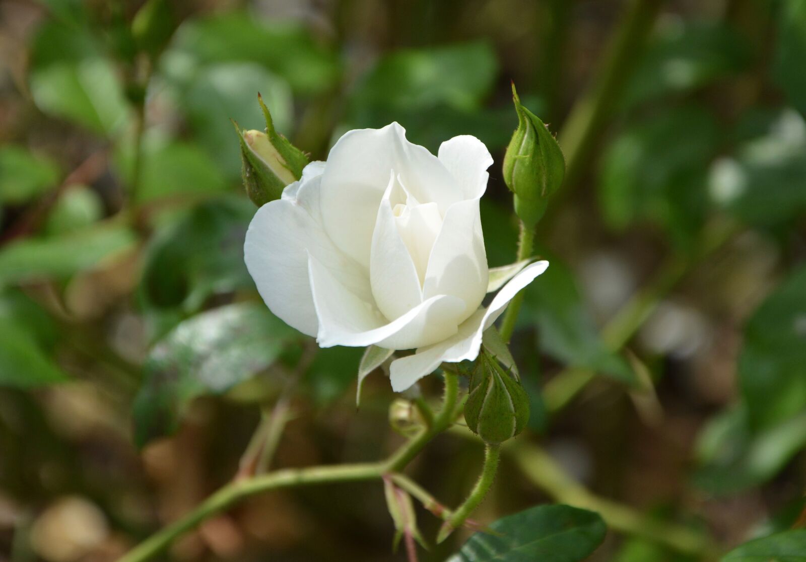 Nikon D5200 sample photo. White rose, rose bud photography