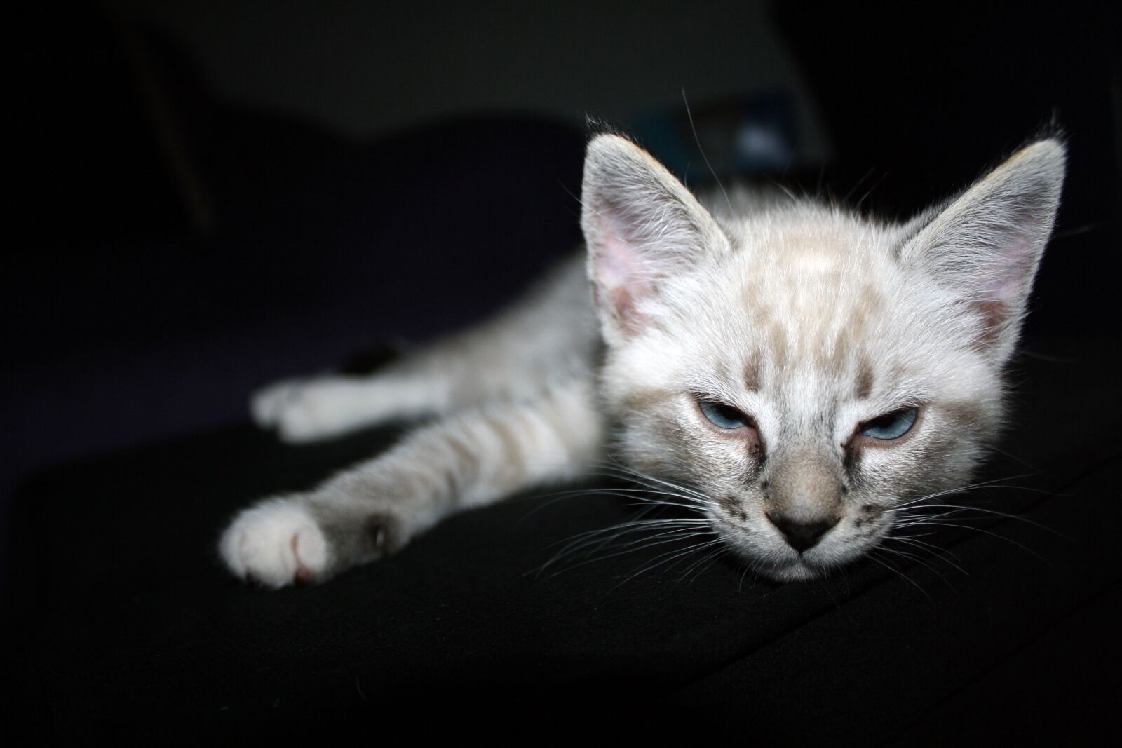 Canon EOS 1000D (EOS Digital Rebel XS / EOS Kiss F) sample photo. Cat, kitten, dark background photography