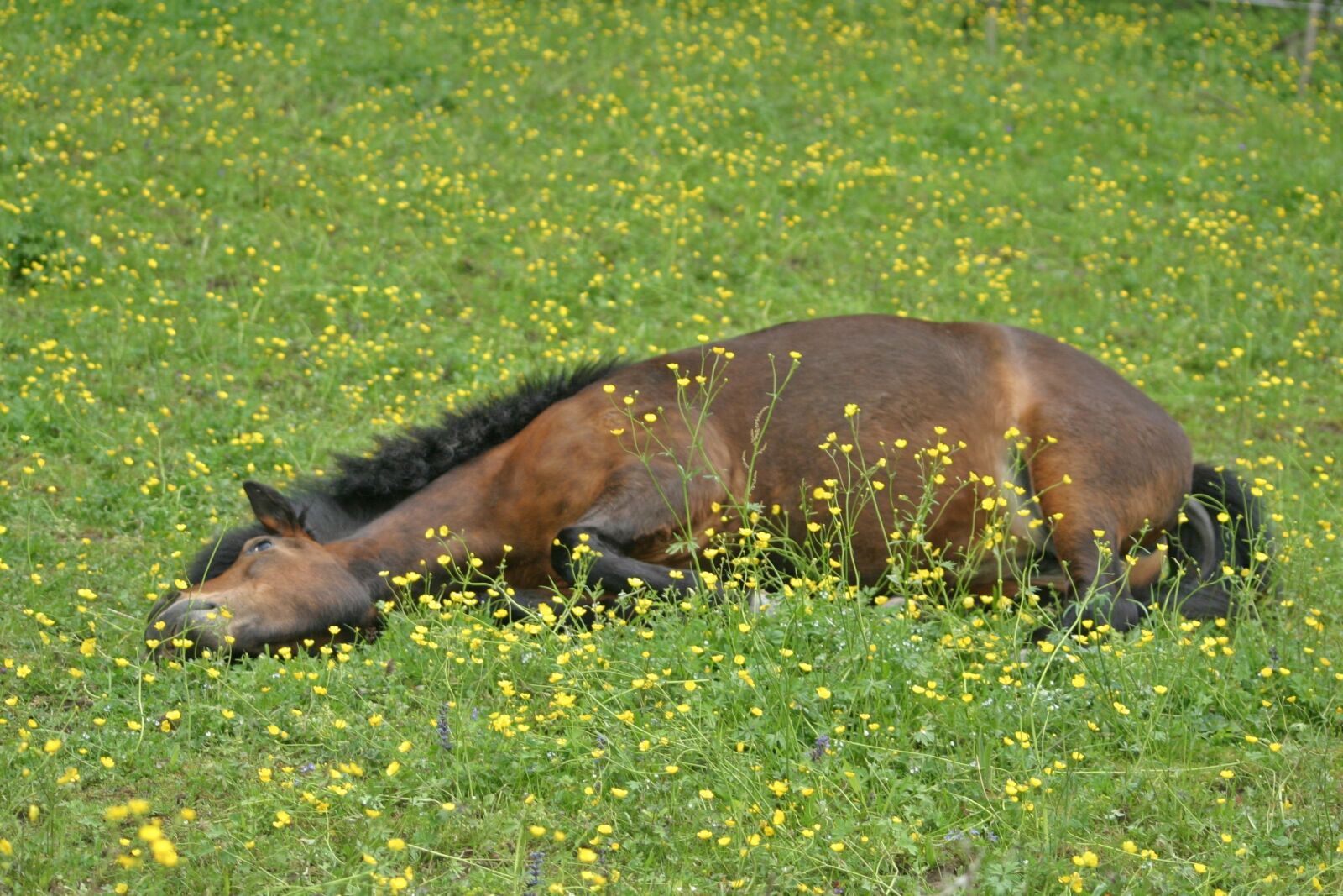 Canon EOS 10D sample photo. Horse, icelanders, pony photography