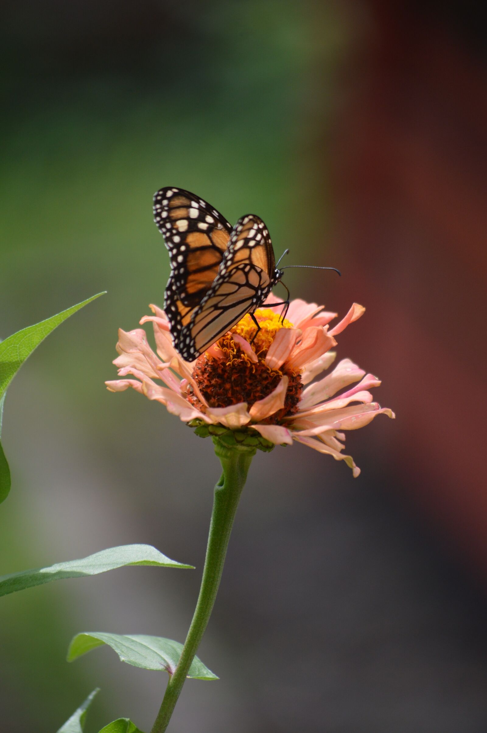 Nikon D3200 sample photo. Butterflies, flower, butterfly photography