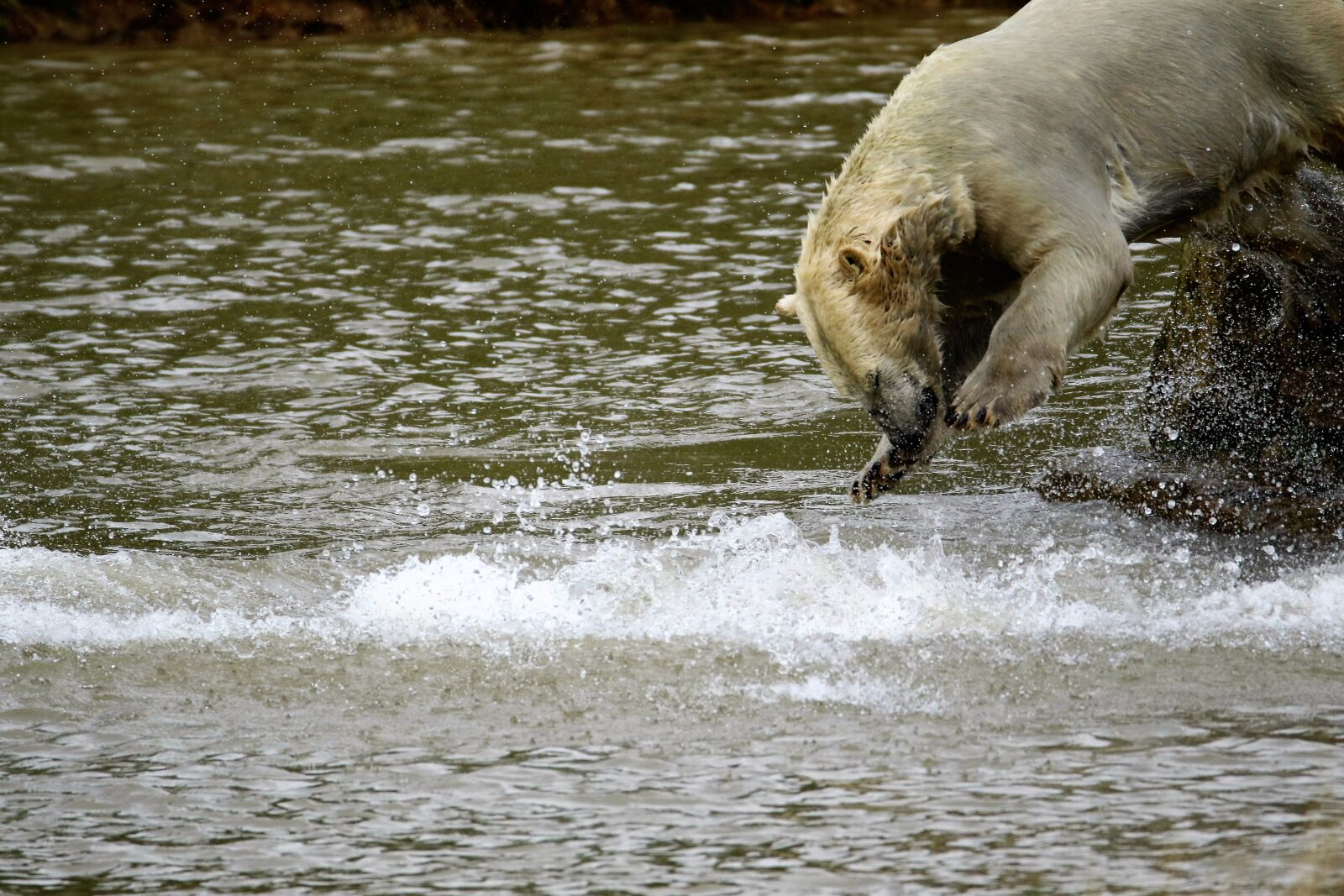 Canon EOS 7D Mark II sample photo. Polar bear, big bear photography