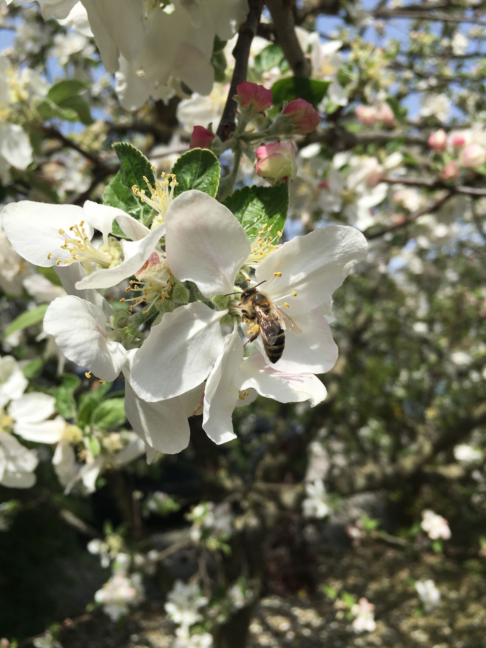 Apple iPhone 6s Plus sample photo. Spring flower, blossom, white photography