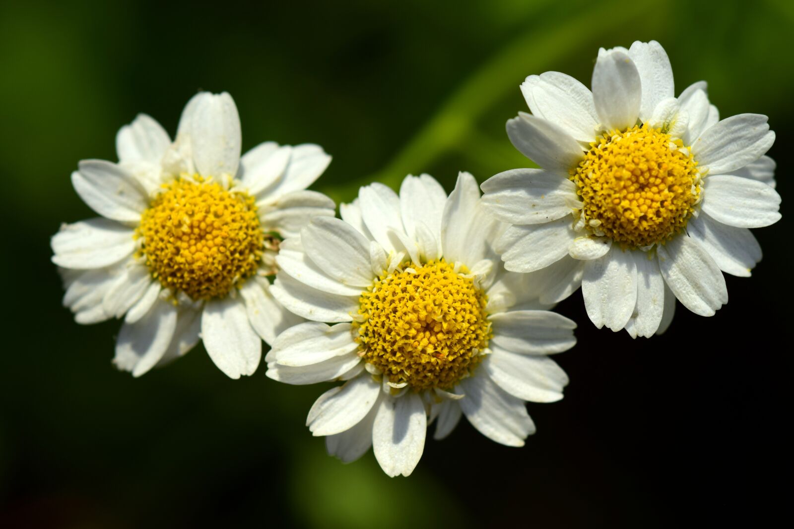 Nikon D3300 sample photo. Floral, white, small photography