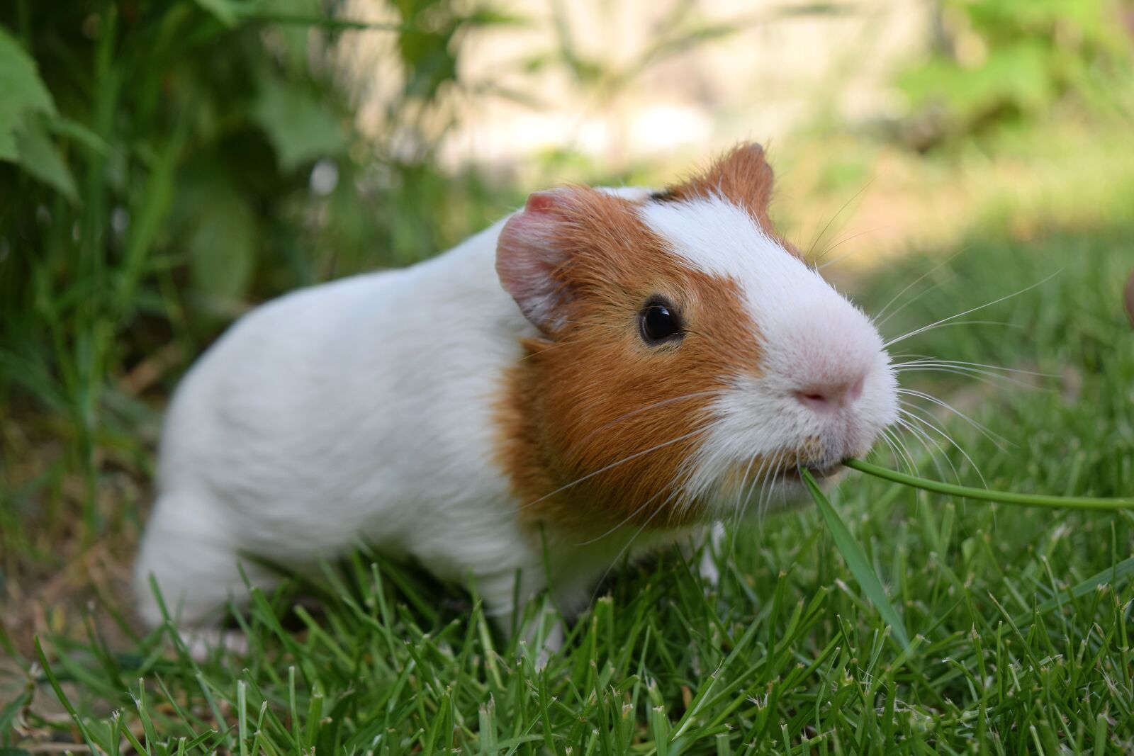 Nikon D3300 sample photo. Guinea pig, pig, cute photography