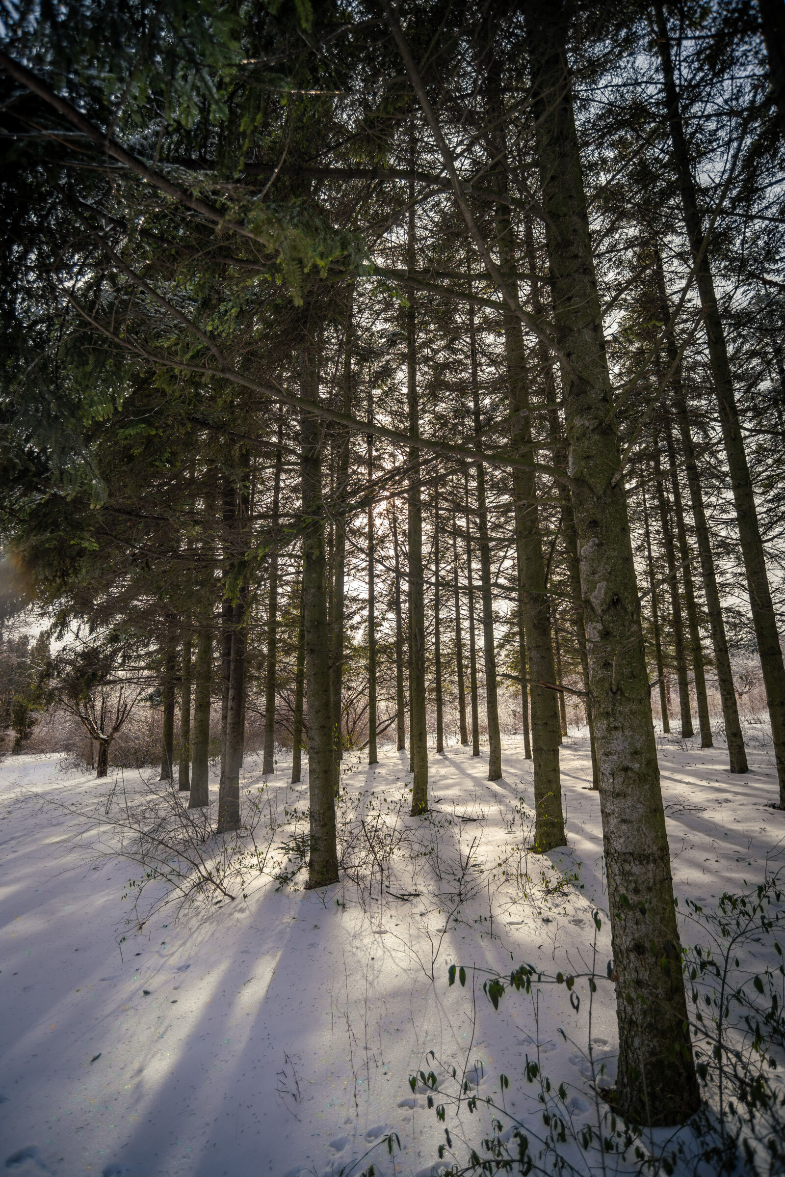 Nikon D750 sample photo