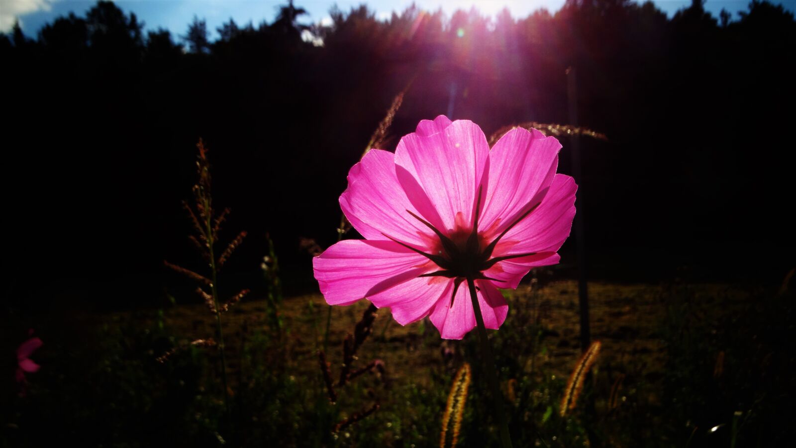 Sony Cyber-shot DSC-HX300 sample photo. Cosmea, flower, sunbeam photography
