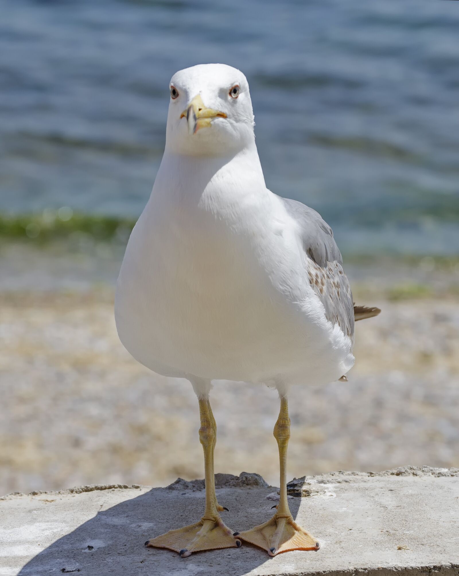 Nikon D5100 sample photo. Seagull, seaside, beach photography