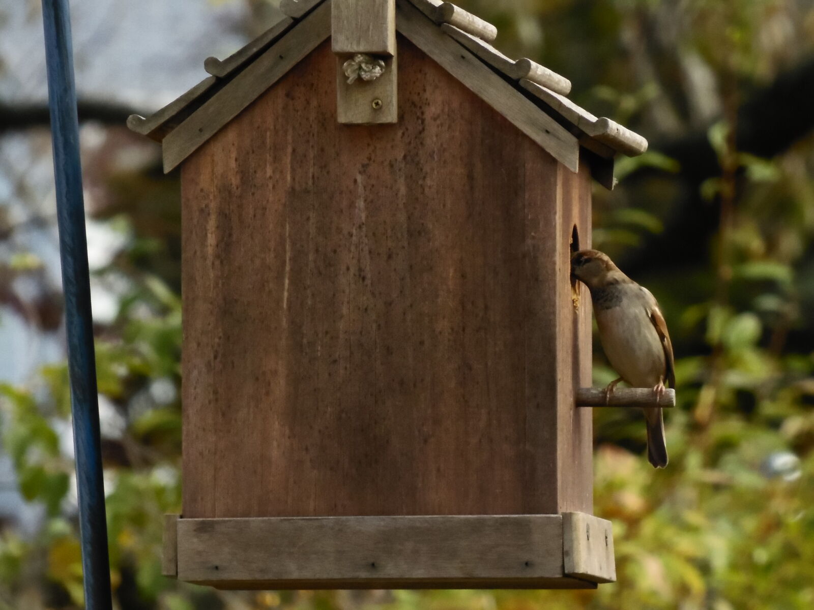 Samsung WB2200F sample photo. Bird, bird, house, nature photography