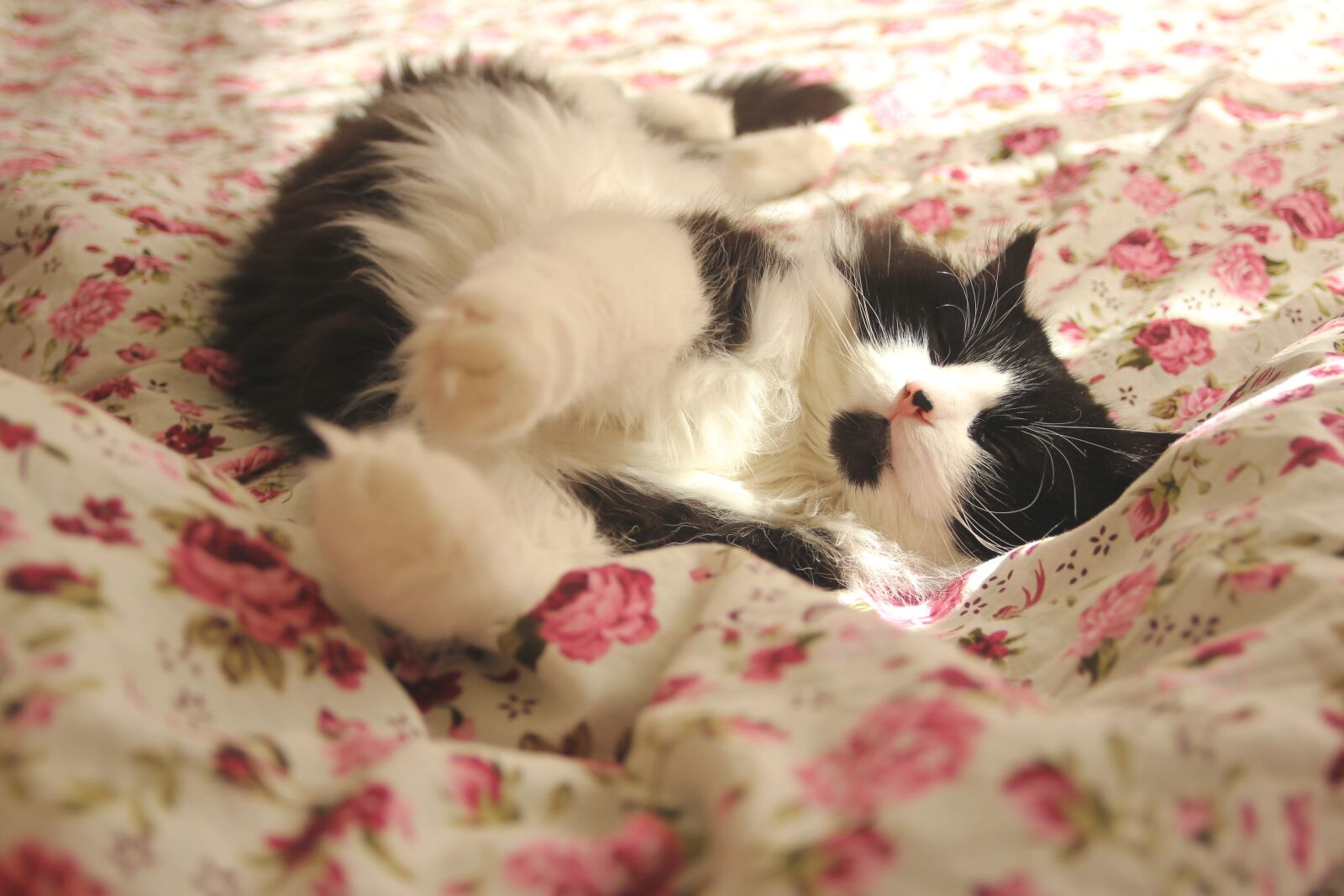 Canon EOS 550D (EOS Rebel T2i / EOS Kiss X4) sample photo. Cat, vacation, lie photography