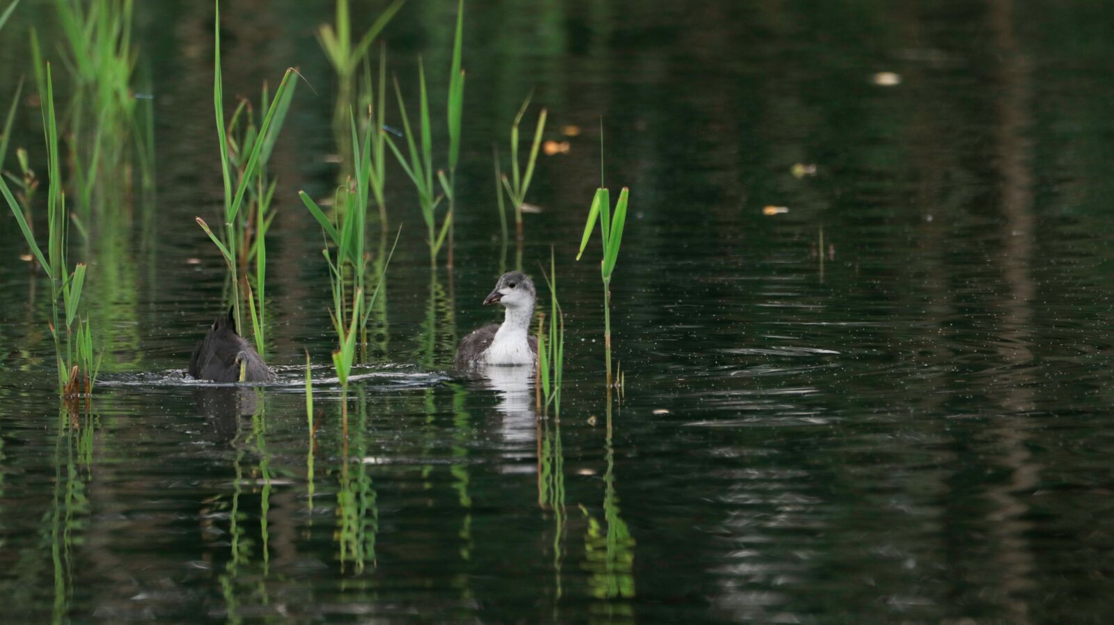 150-600mm F5-6.3 DG OS HSM | Contemporary 015 sample photo. Coot, lake, young photography