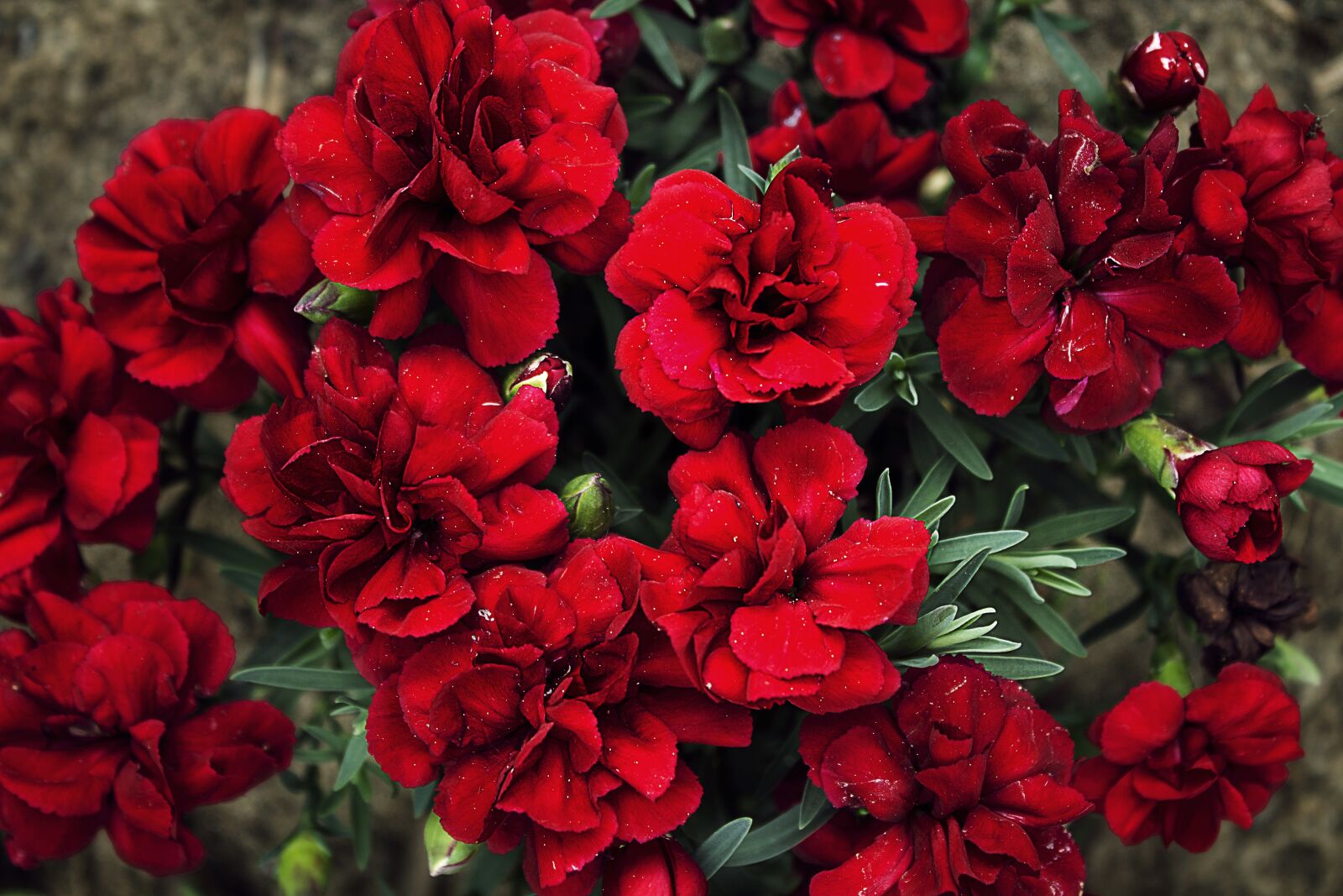 Canon EOS 1100D (EOS Rebel T3 / EOS Kiss X50) sample photo. Cloves, flowers, red photography