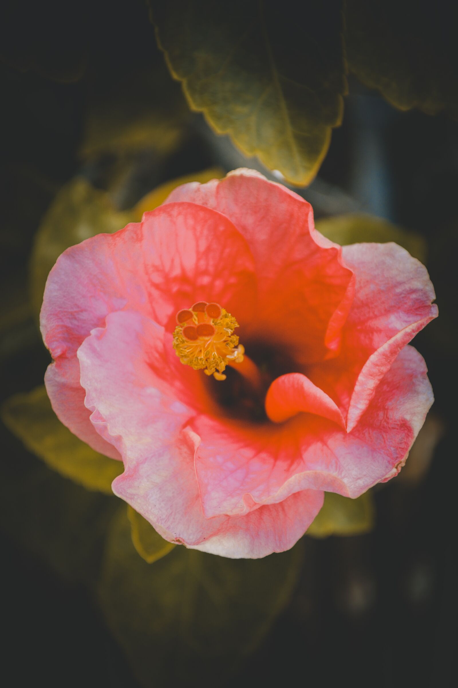 Nikon D3200 sample photo. Flowers, flower, bud photography