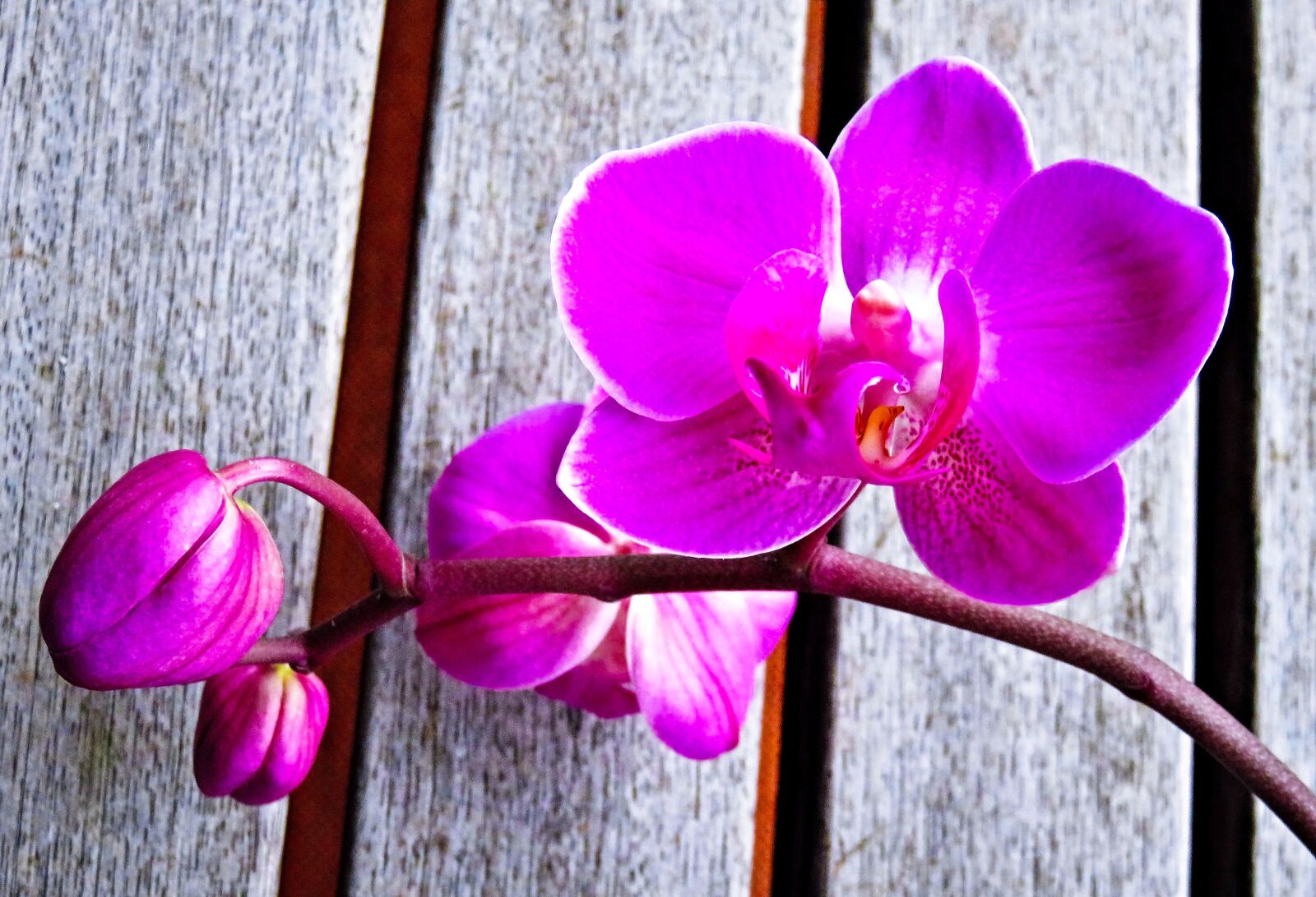 Canon PowerShot SX710 HS sample photo. Plant, orchid, phalaenopsis photography