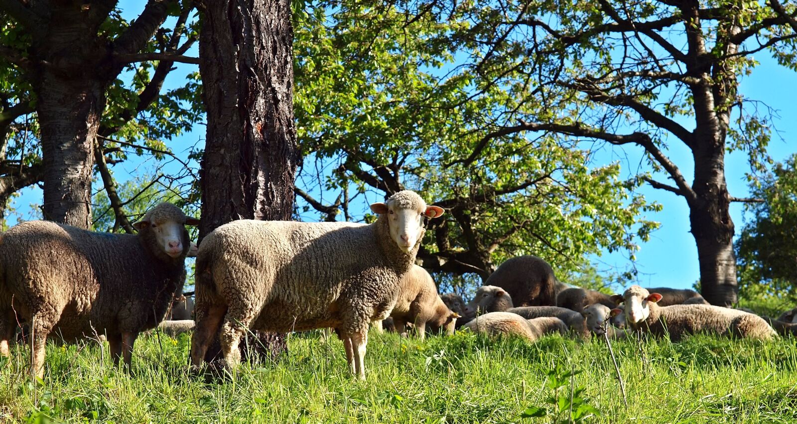 Olympus E-30 sample photo. Sheep, nature reserve, wool photography