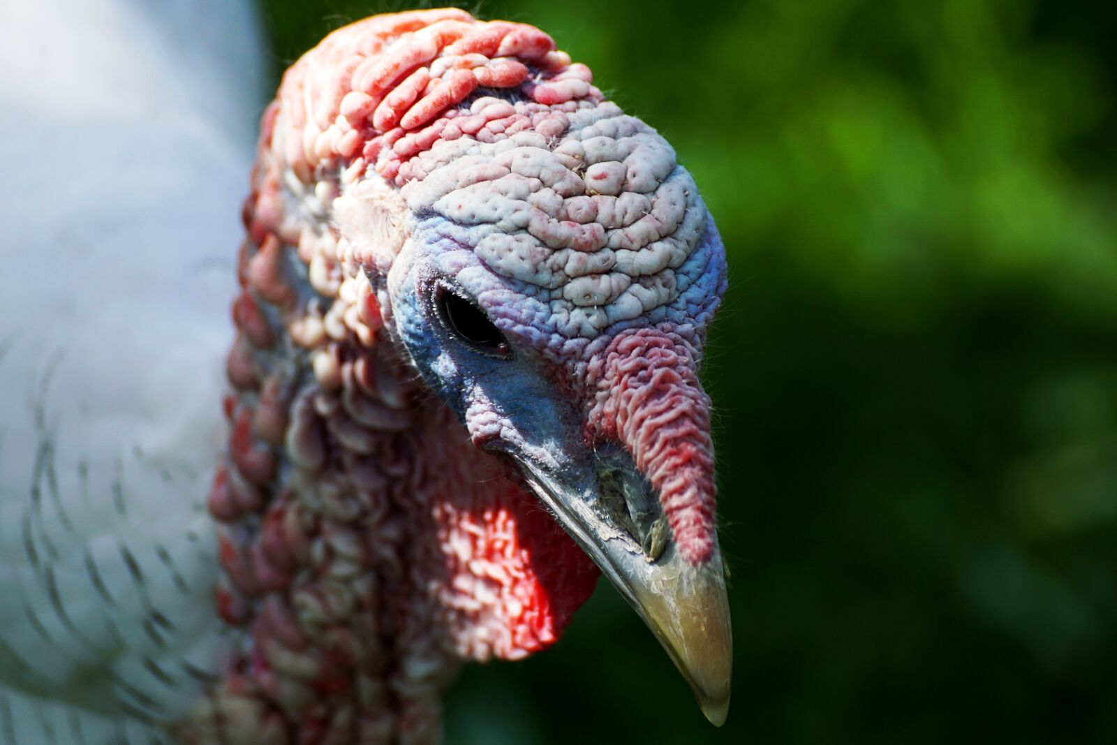 Sony DT 55-300mm F4.5-5.6 SAM sample photo. Turkey, bird, animal world photography