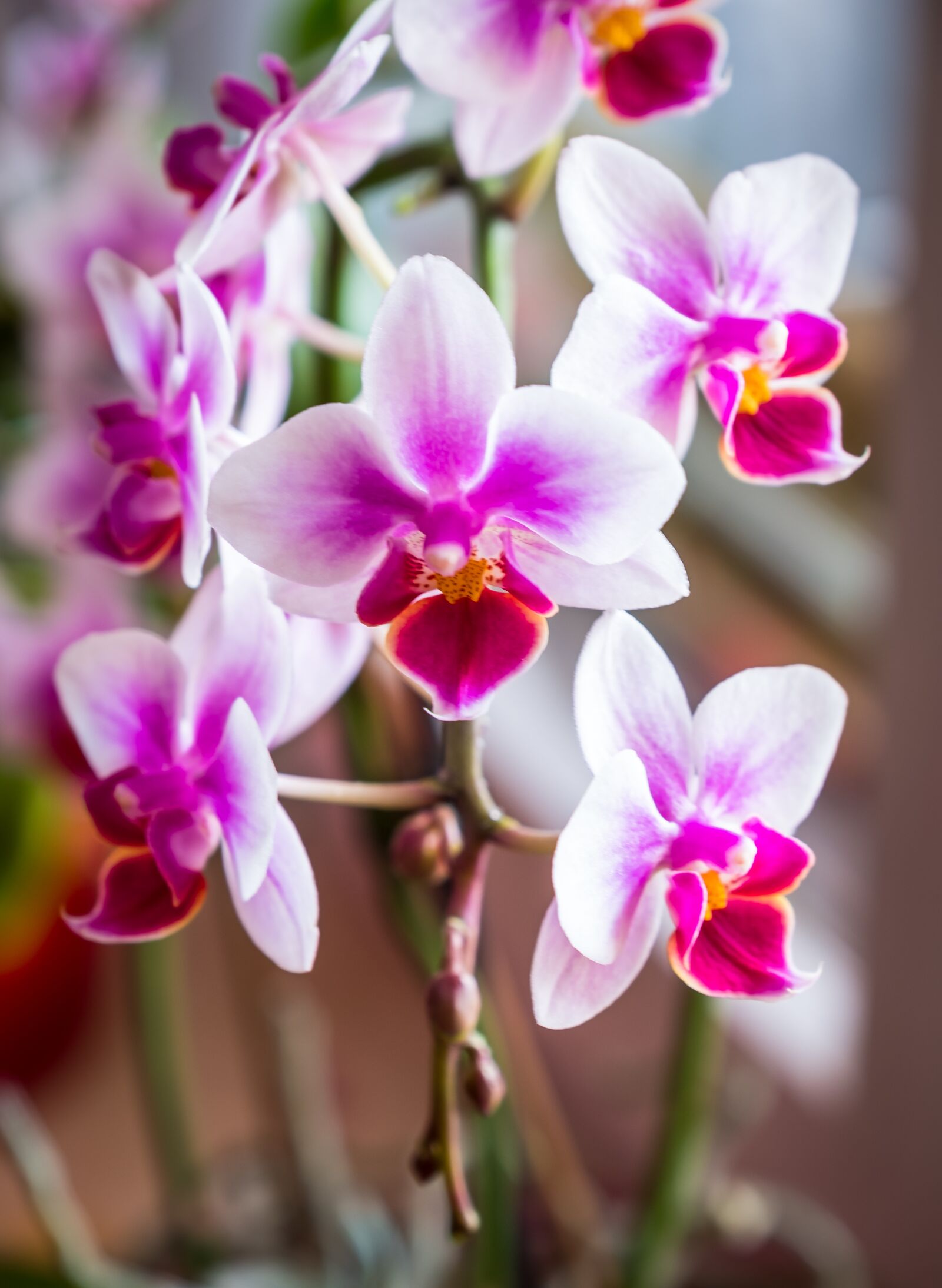 Fujifilm X-T2 + Fujifilm XF 16-55mm F2.8 R LM WR sample photo. Flower, nature, plant photography