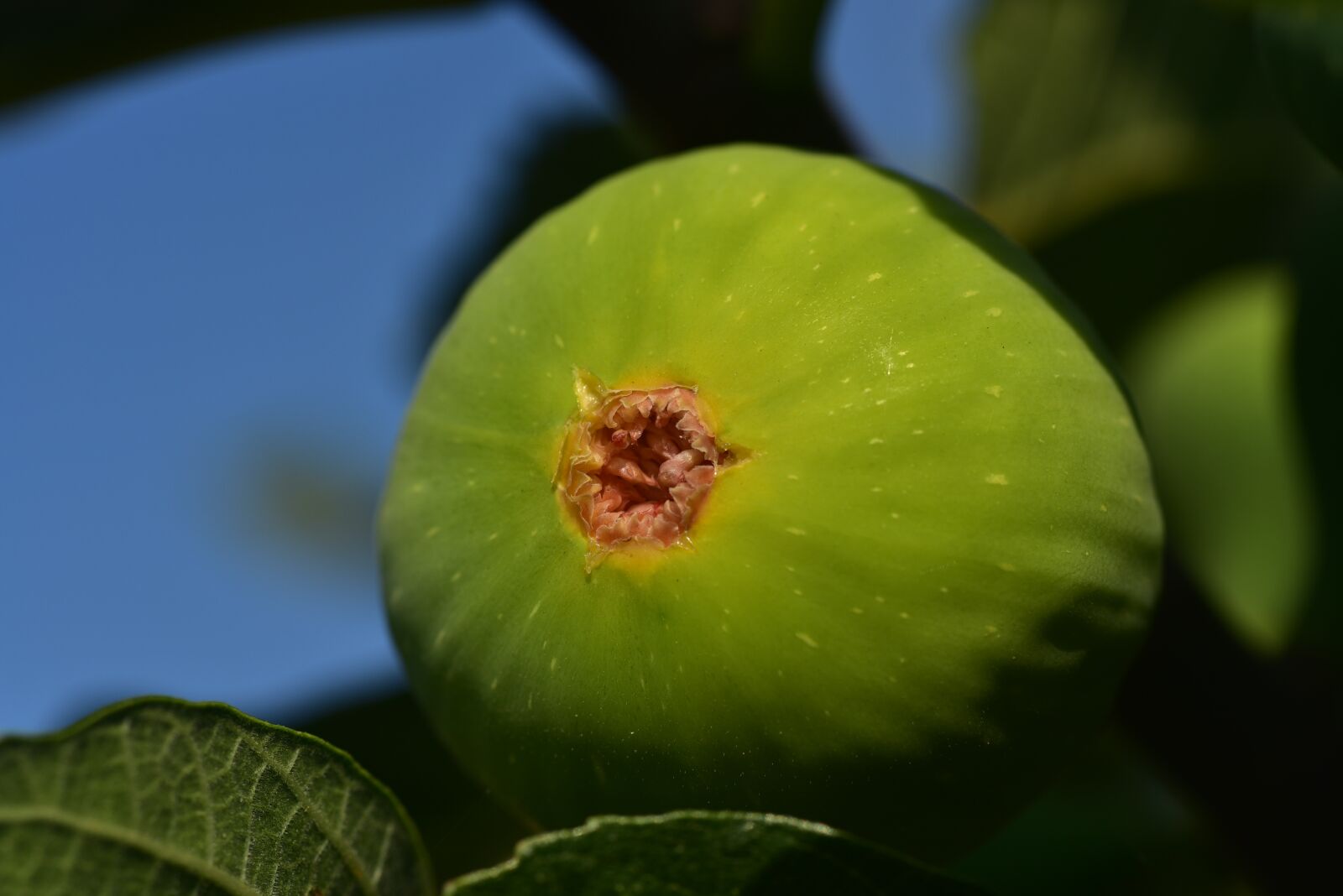 Nikon D750 sample photo. Fig, green, fruit photography