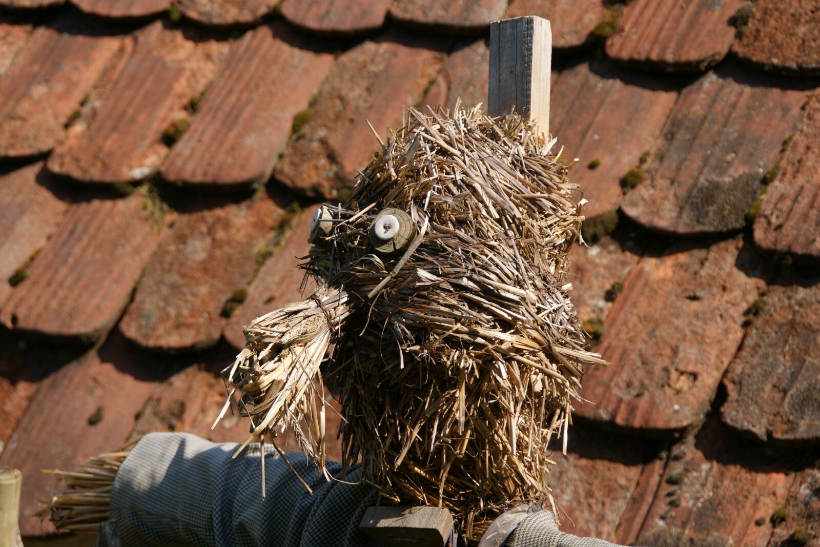 Sony Alpha DSLR-A350 sample photo. Funny, straw, scarecrow photography