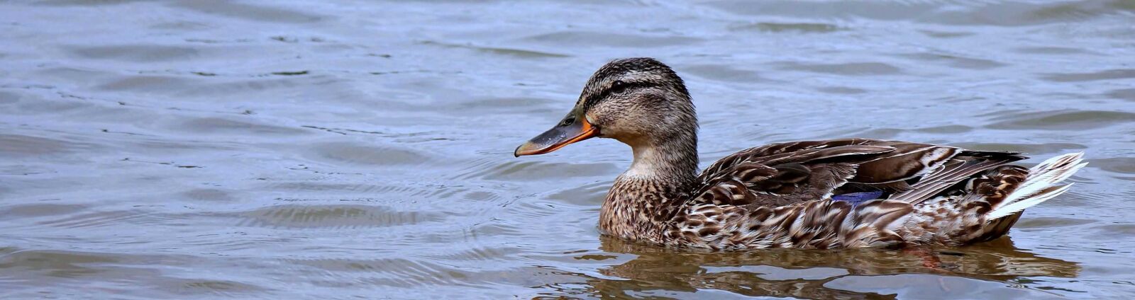 Canon EOS 550D (EOS Rebel T2i / EOS Kiss X4) sample photo. Wild duck, zoology, nature photography