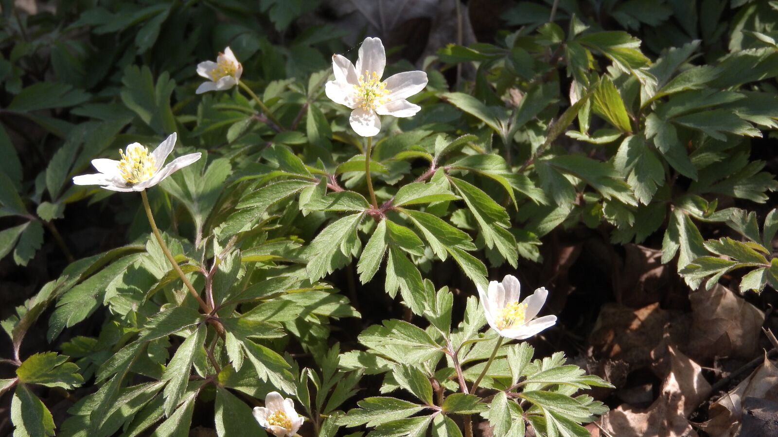 Nikon Coolpix P610 sample photo. Wood anemone, anemone, prysky photography