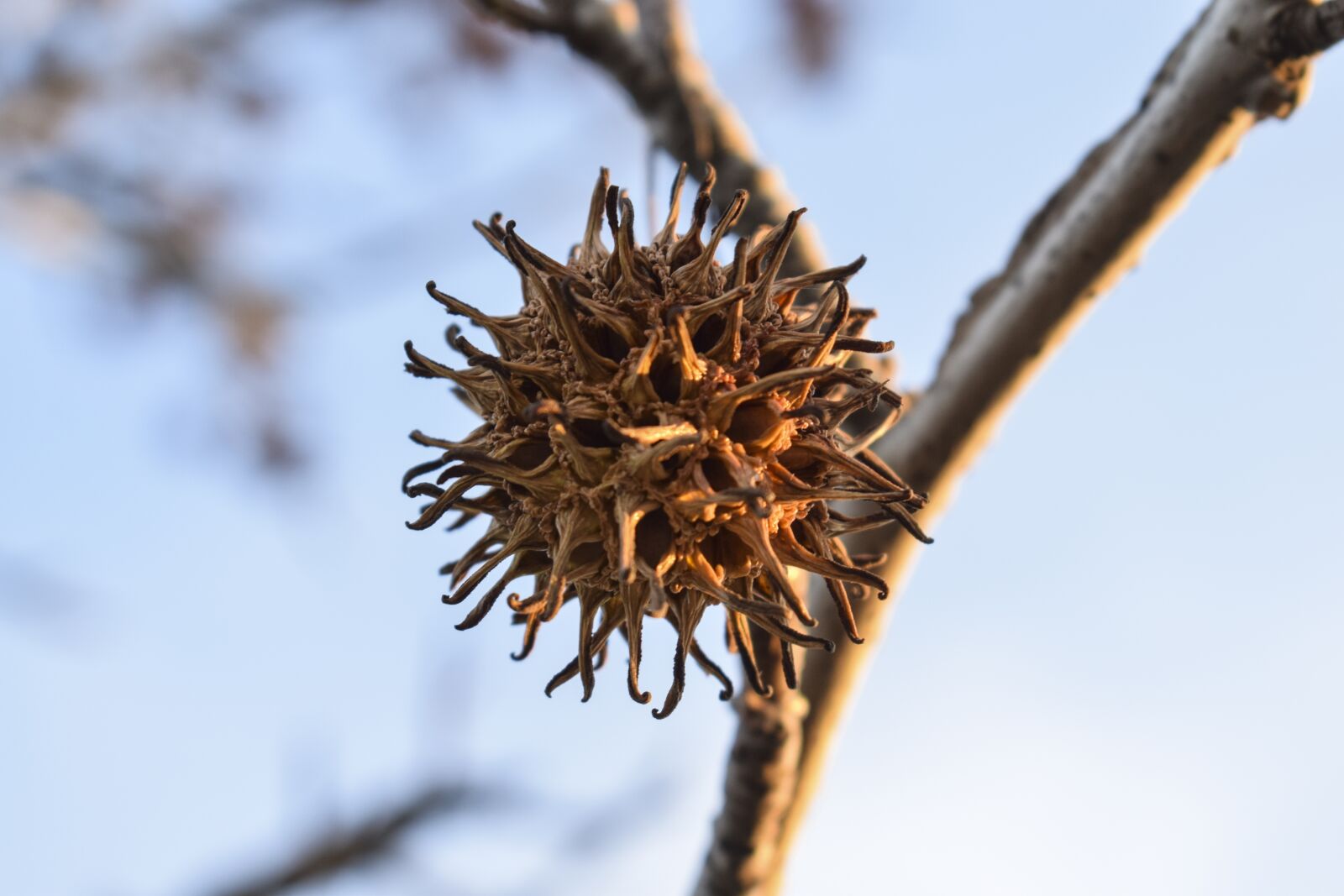 Nikon D5300 sample photo. Branch, tree, nature photography