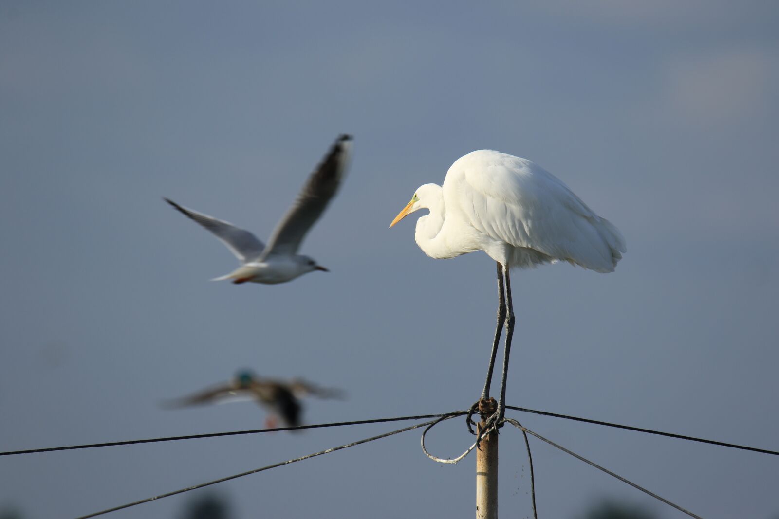 Canon EOS 7D Mark II sample photo. Birds, great egret, egret photography