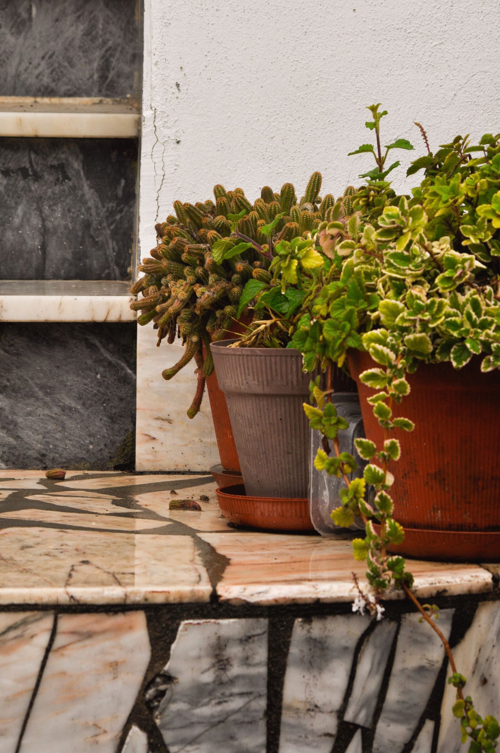 Nikon D90 sample photo. Steps, marble, plants photography