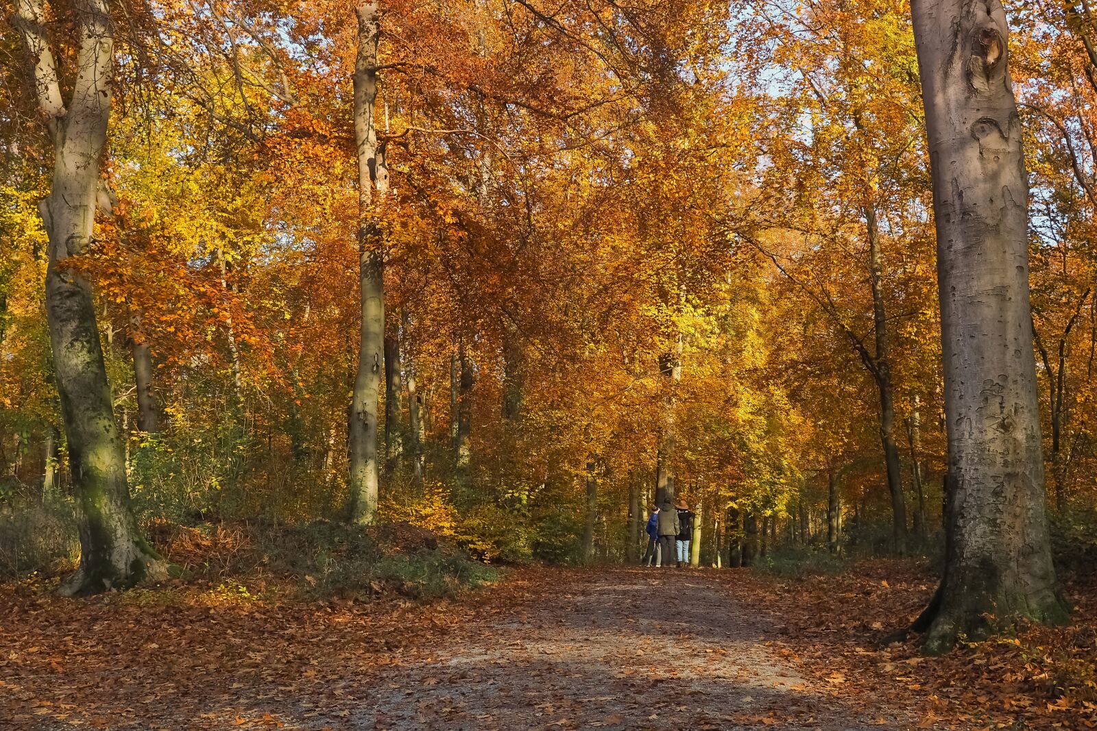 Olympus OM-D E-M10 sample photo. Autumn, nature, trees photography