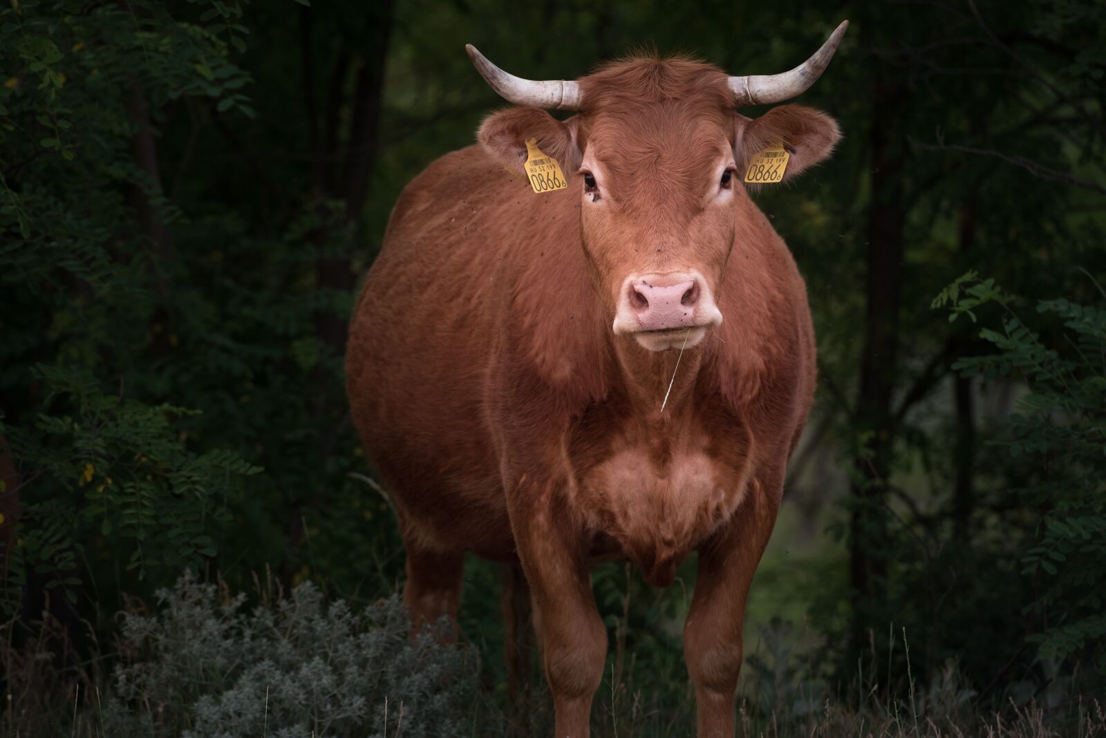 Nikon D750 sample photo. Cow, boo, beef photography