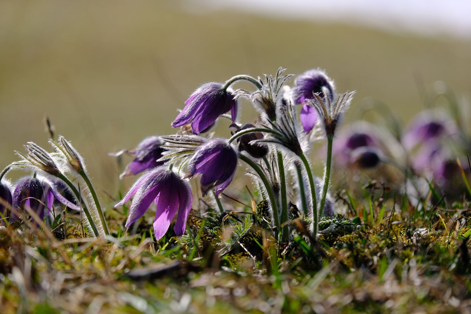 Fujifilm XF 55-200mm F3.5-4.8 R LM OIS sample photo. Pasque flower, flower, blossom photography