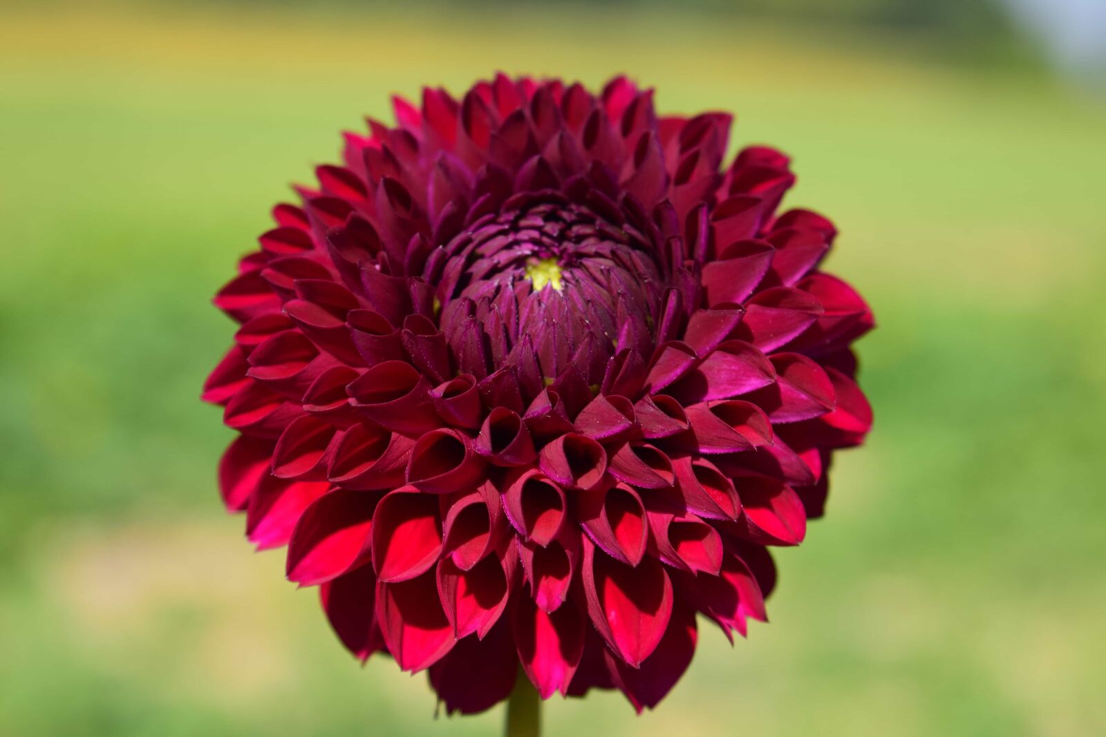 Nikon D3300 sample photo. Garden, flora, summer, nature photography