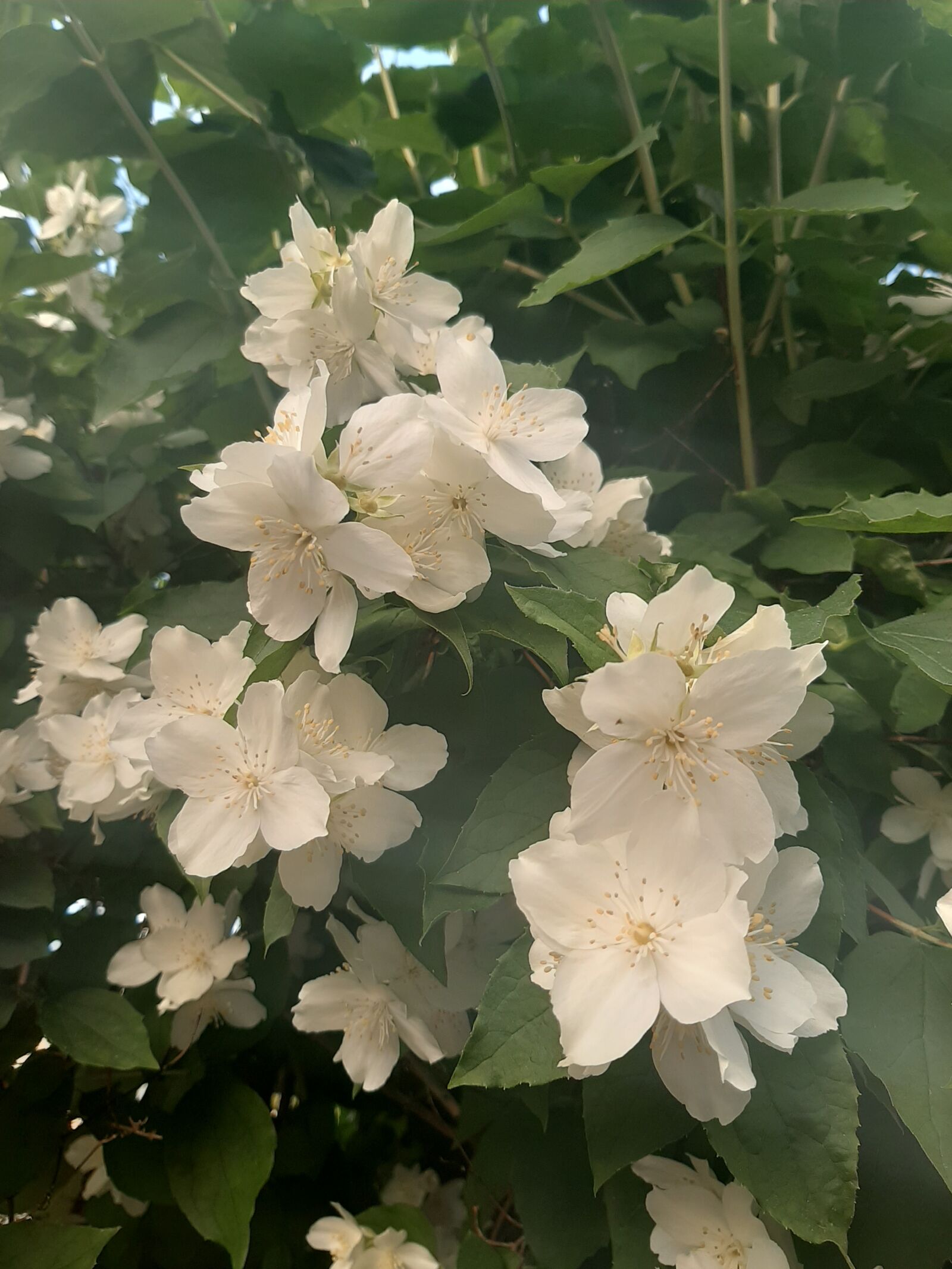 Samsung Galaxy A50 sample photo. Bush, jasmine, white photography