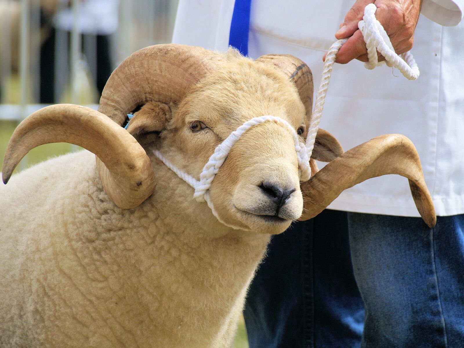 Olympus E-400 (EVOLT E-400) sample photo. Sheep, horns, white photography