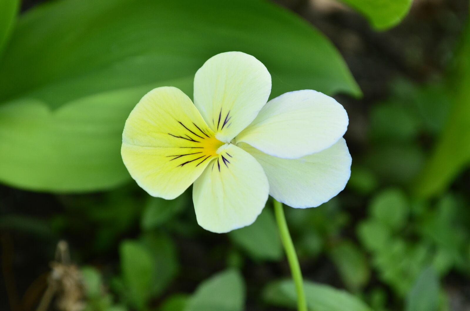 Nikon D5100 sample photo. Flower, a yellow flower photography