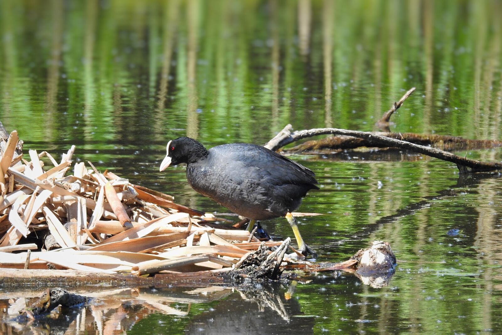 Nikon Coolpix P900 sample photo. Bird, eurasian coot, pond photography