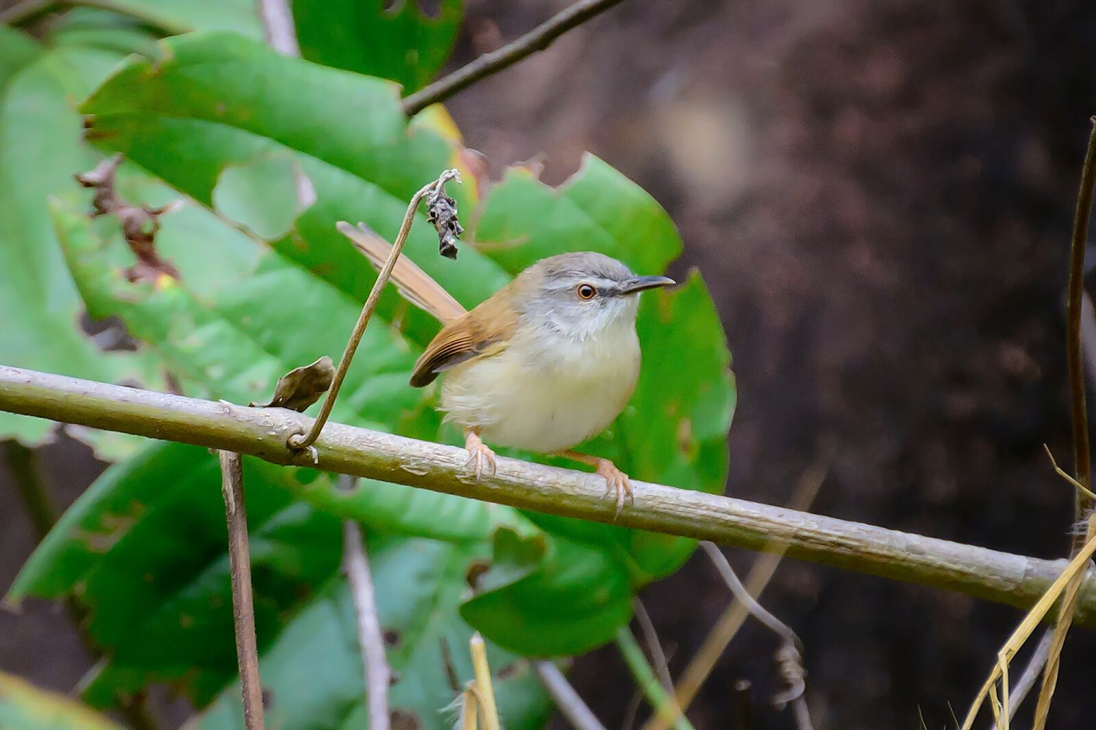 Nikon D7100 sample photo. Birds, twigs, eyes photography
