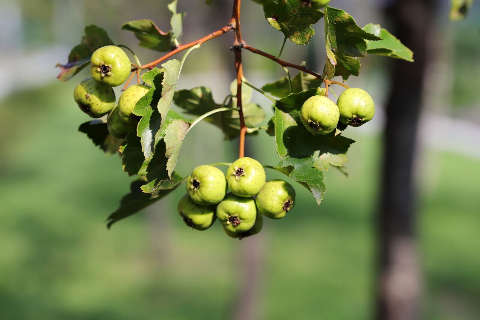 Canon EOS 6D Mark II sample photo. Flower apples, fruit, wood photography