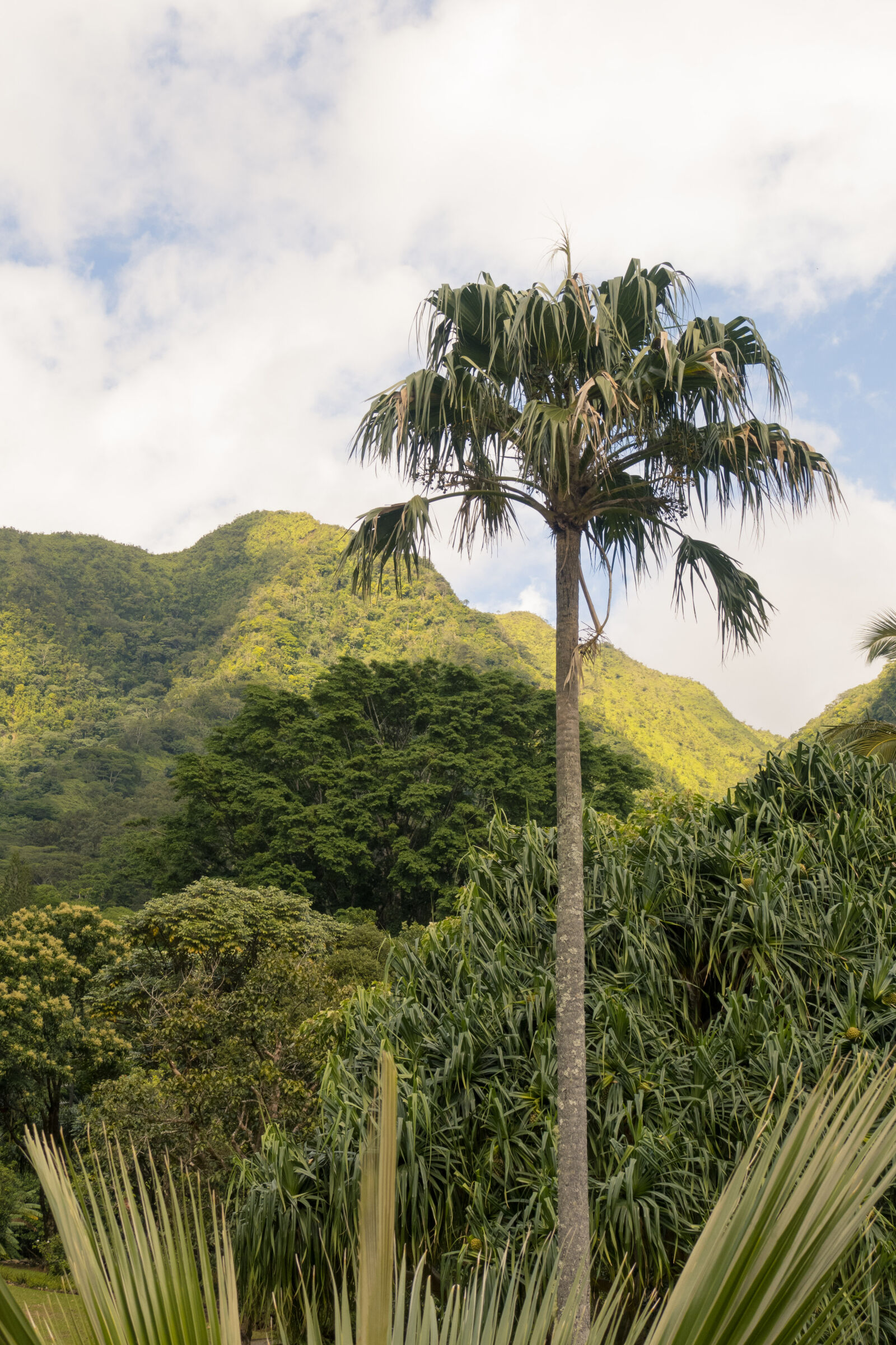 Canon PowerShot G3 X sample photo. Background, exotic, hawaii, jungle photography