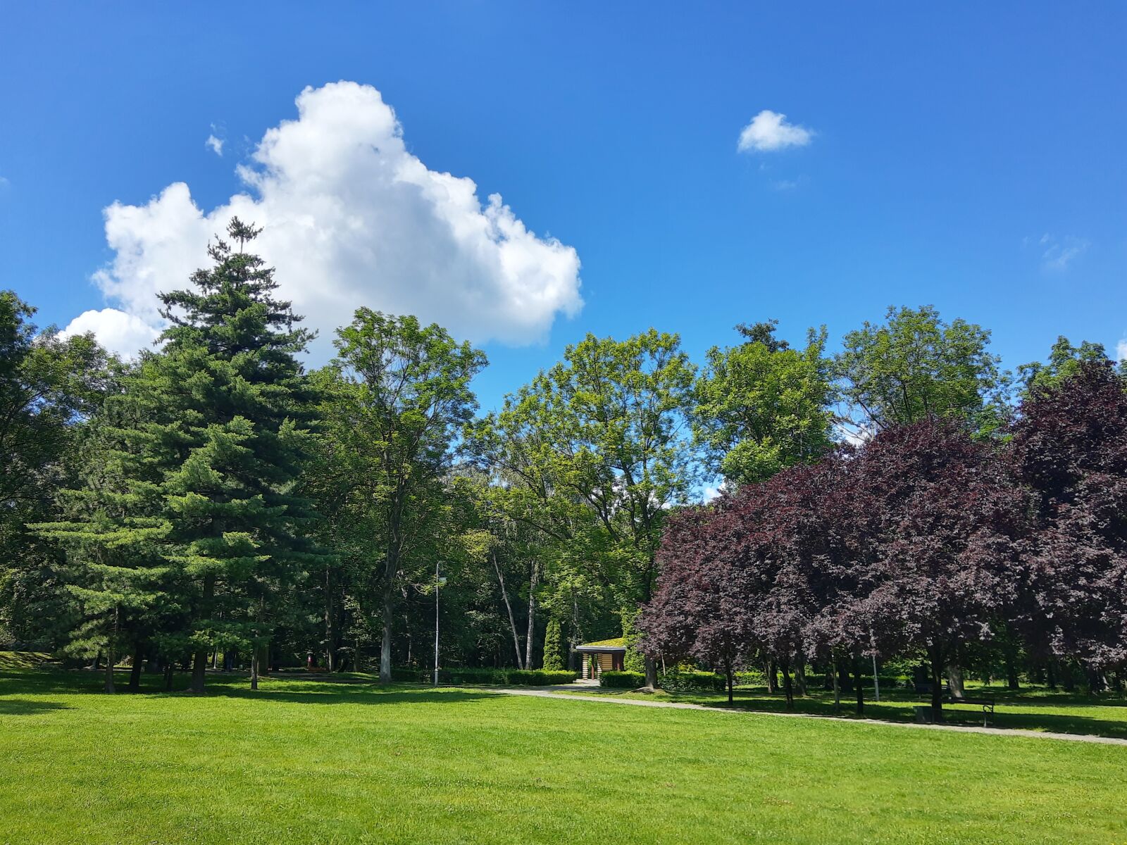 Motorola ONE ACTION sample photo. Tree, clouds, sky photography