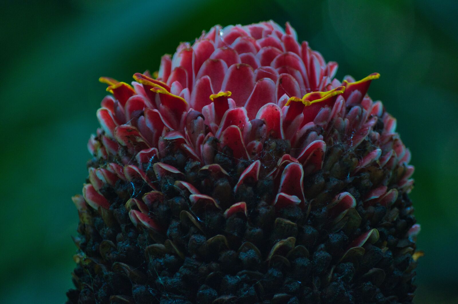 Nikon D3200 sample photo. Costa rica, flower, nature photography