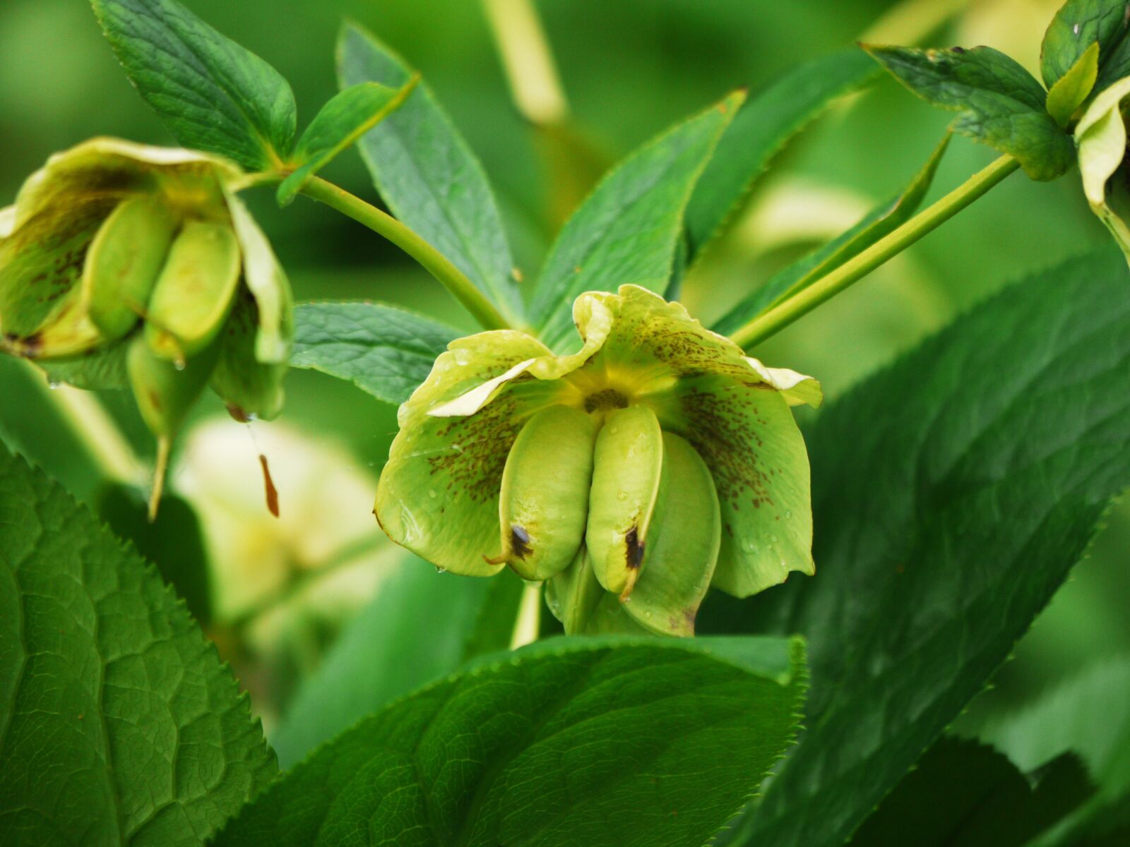 Panasonic Lumix DMC-G1 sample photo. Bud, spring, spurge photography