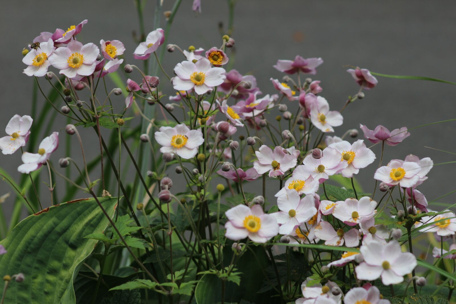 Canon EOS 100D (EOS Rebel SL1 / EOS Kiss X7) + Canon EF 75-300mm f/4-5.6 sample photo. White flowers, garden, petals photography