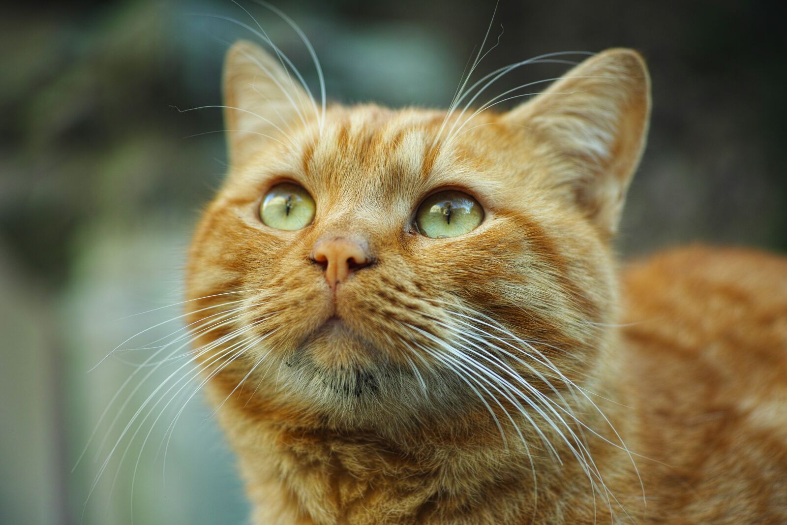 Sigma DP3 Merrill sample photo. Cat, animal, yellow photography