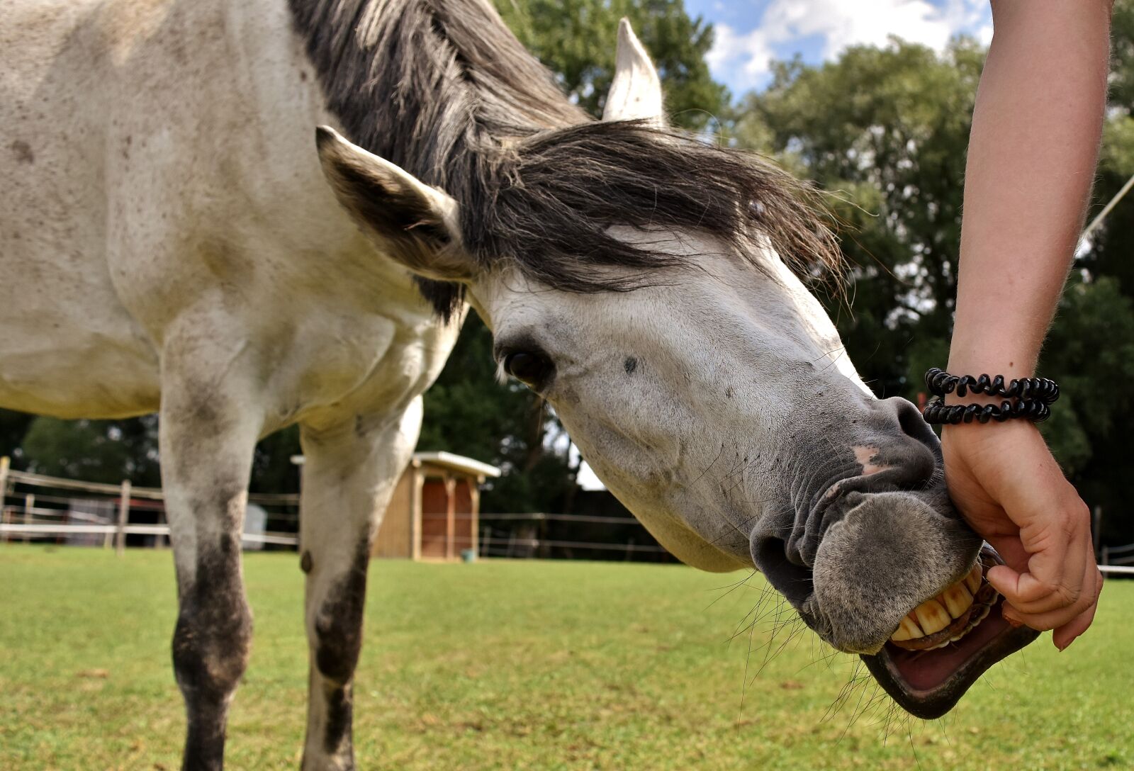 Nikon D7200 sample photo. Mold, horse, love for photography