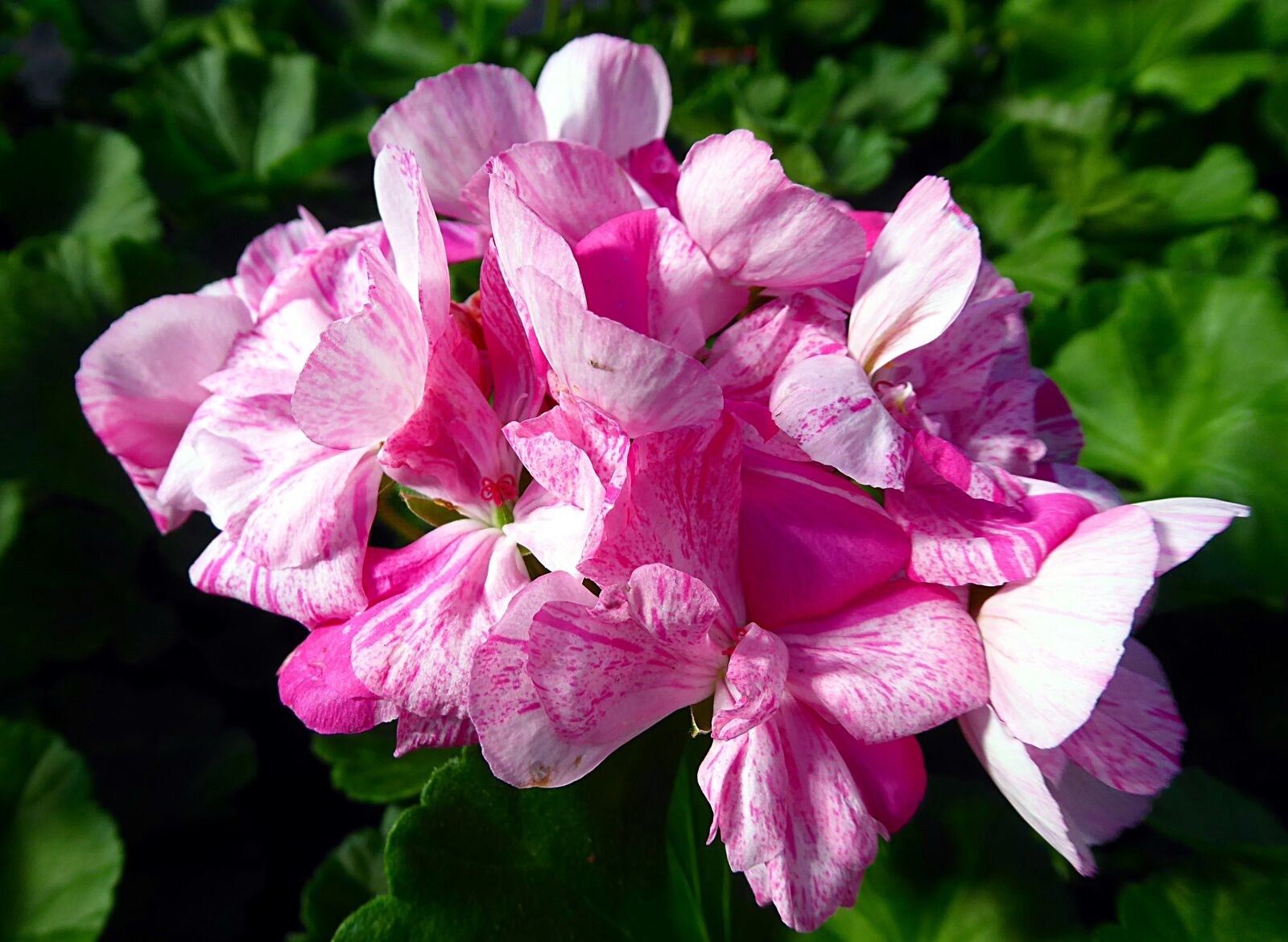 Panasonic Lumix DMC-ZS50 (Lumix DMC-TZ70) sample photo. Geranium, pelargonium, pink photography