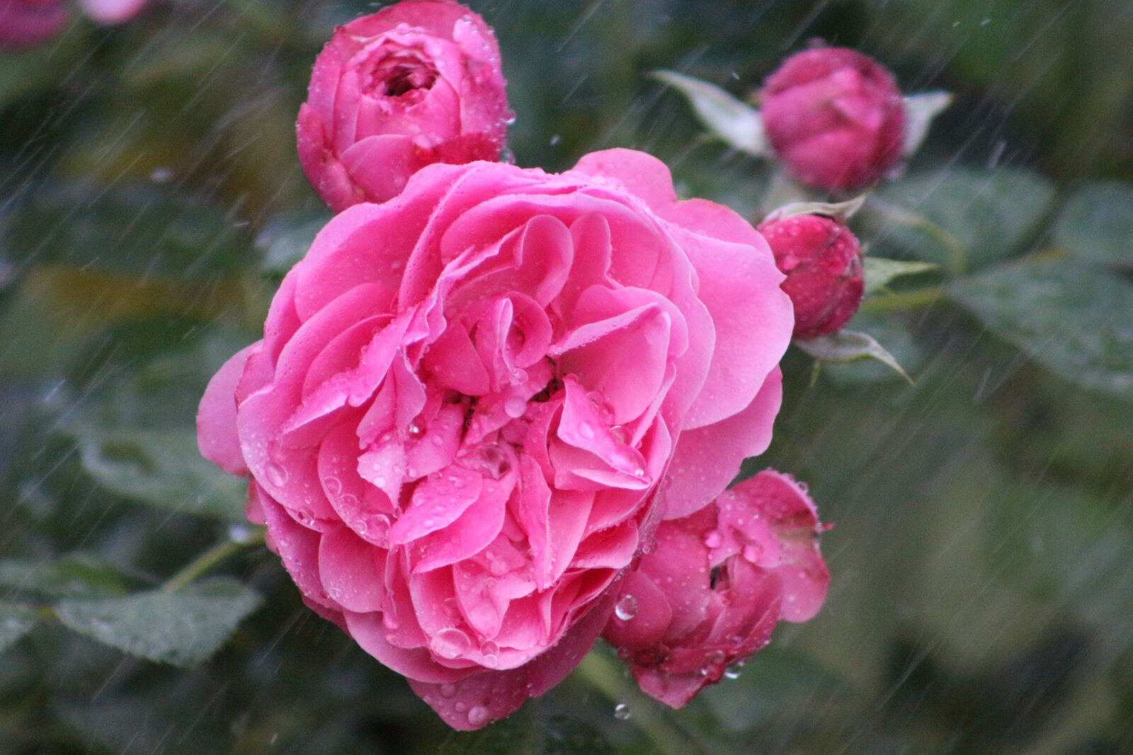 Canon EF75-300mm f/4-5.6 sample photo. Nature, summer, flower photography